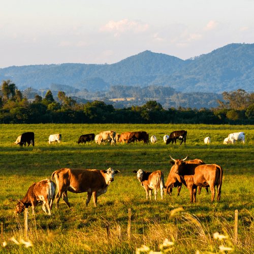 Farm & Ranch properties